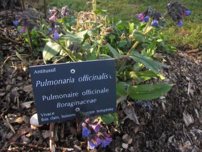Pulmonaire