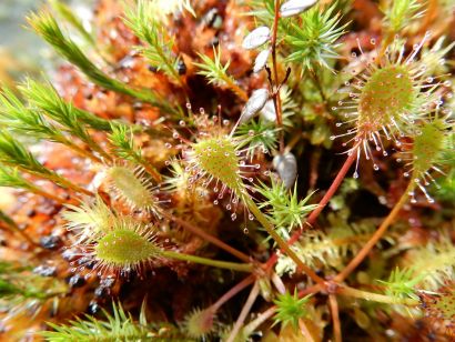 Attention les doigts! Plantes dangereuses 