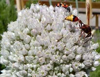 Insectes sur inflorescence