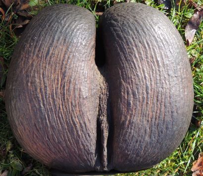 Coco fesse