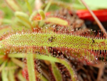 Découvrez les secrets des plantes carnivores