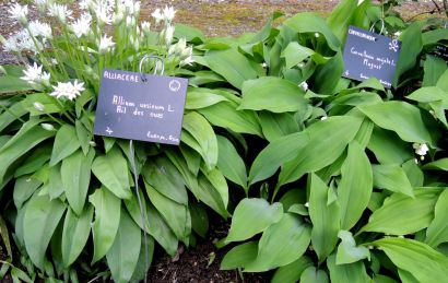 Plantes toxiques