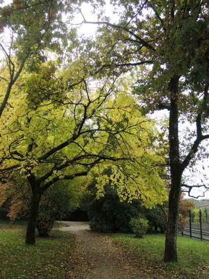 arbre