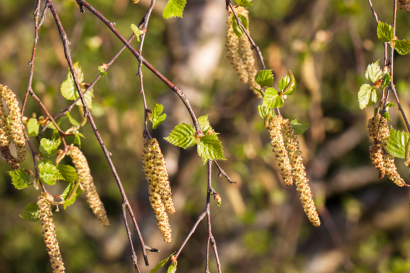 Pollen de bouleau