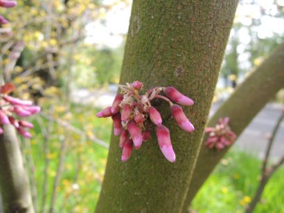 Fleur sur un tronc