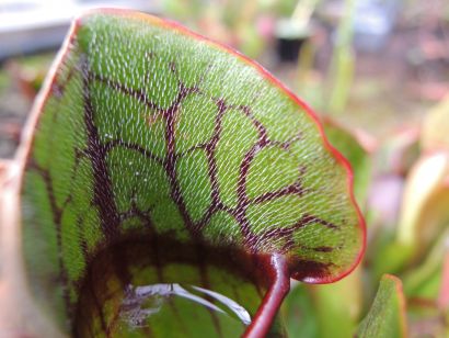 Attention les doigts ! Plantes dangereuses ! 