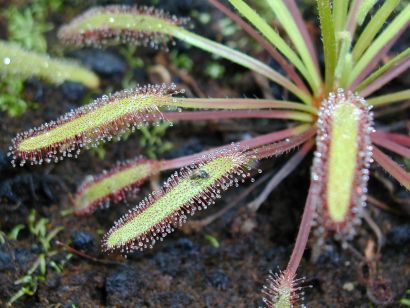 Drosera