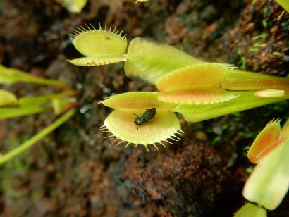 Découvrez les secrets des fines bouches du monde végétal: les plantes carnivores.