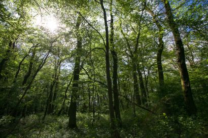 Photo d'une forêt