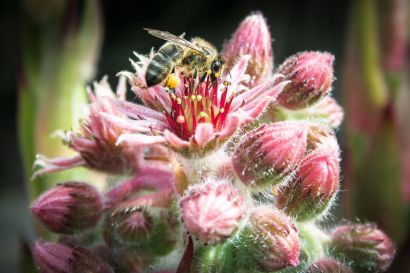Une abeille butinant une fleur