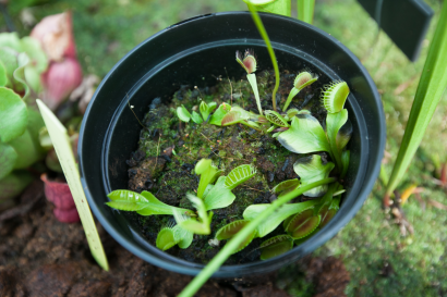 Plante carnivore au Jardin botanique de Besançon