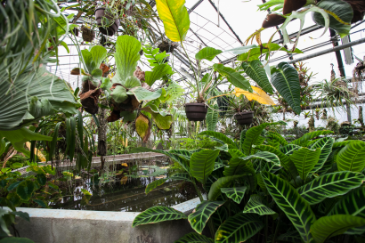 Intérieur des serres du Jardin botanique