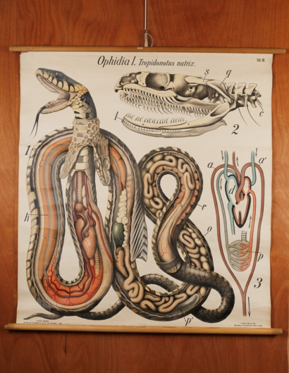 Planche anatomique d'un serpent
