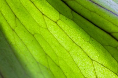 Photo d'une feuille en gros plan