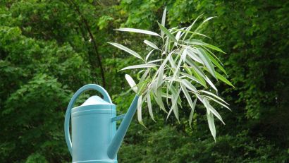 Une plante dans un arrosoir