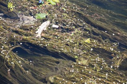 Pollution du Doubs