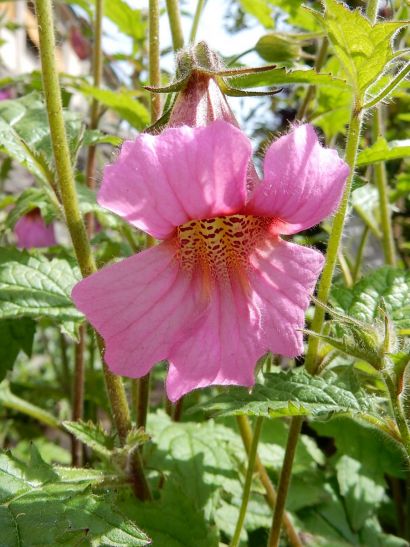 Rehmannia 