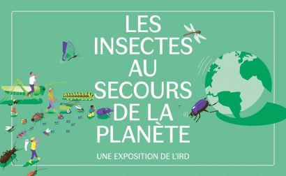 EXPOSITION LES INSECTES