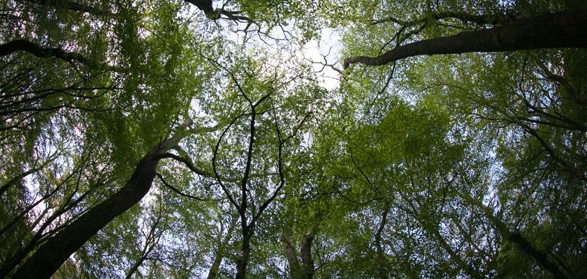 Forêt en contre-plongée