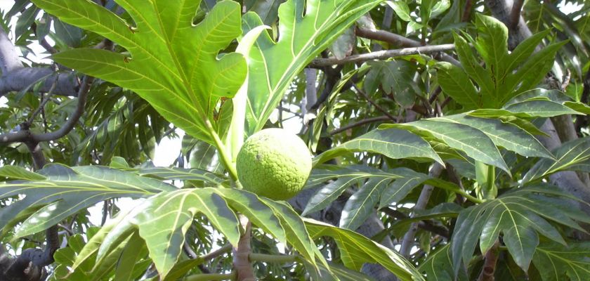 Artocarpus altilis