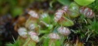 Plantes carnivores