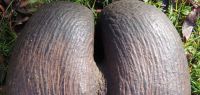 Coco fesse