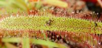 Découvrez les secrets des plantes carnivores