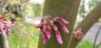 Arbre dont les fleurs poussent sur le tronc
