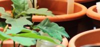 Plant de chêne en pot