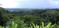 Forêt guyanaise