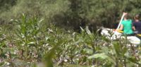 Dans les bras morts des rivières
