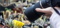 photo de plantes