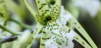 Orchidée