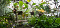 Intérieur des serres du Jardin botanique