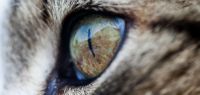 oeil de chat