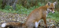 renard