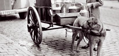 Couverture d'un ouvrage d'Eric Baratay avec une photo ancienne où on voit un chien qui tire une charette.