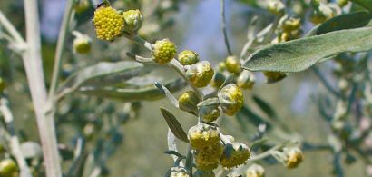 plantes à liqueurs
