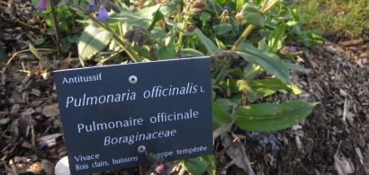 Pulmonaire