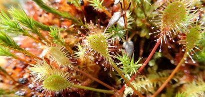 Attention les doigts! Plantes dangereuses 
