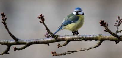 Une mésange bleue sur une branche