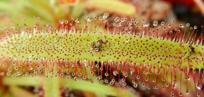 Découvrez les secrets des plantes carnivores