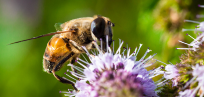 Abeille qui butine