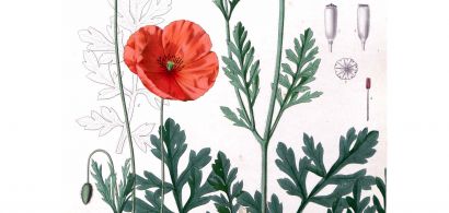 Exposition "Feuilles de jardins"