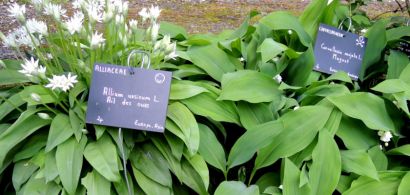 Plantes toxiques