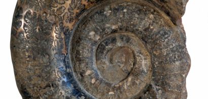 Un fossile d'ammonite imposant 