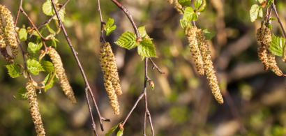 Pollen de bouleau