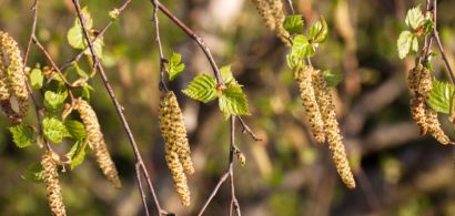 Chatons et feuilles de bouleau