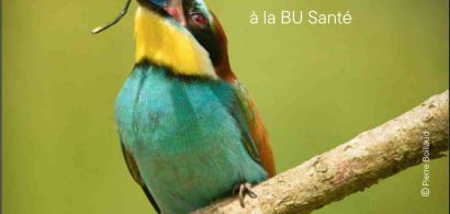 verdier gobant une demoiselle