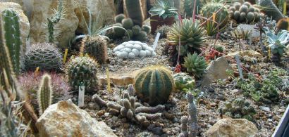 Cactus